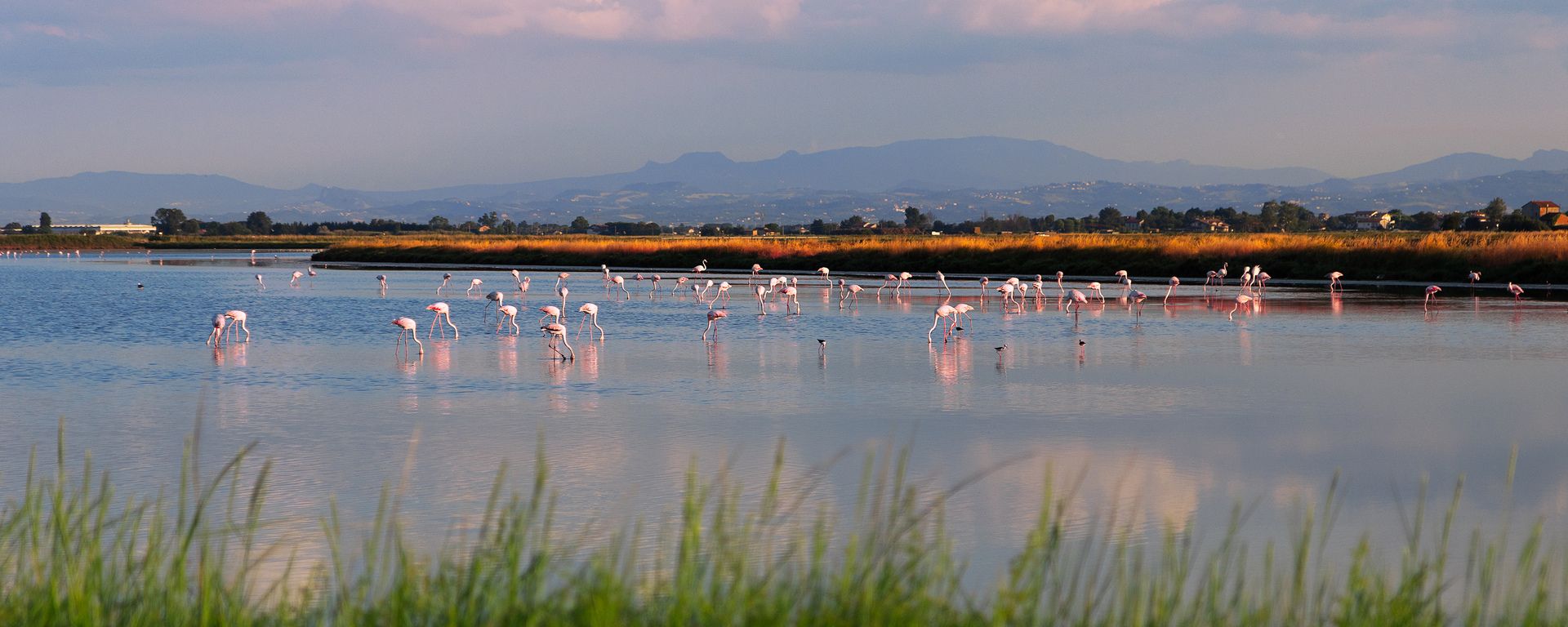 A la recherche des flamants roses