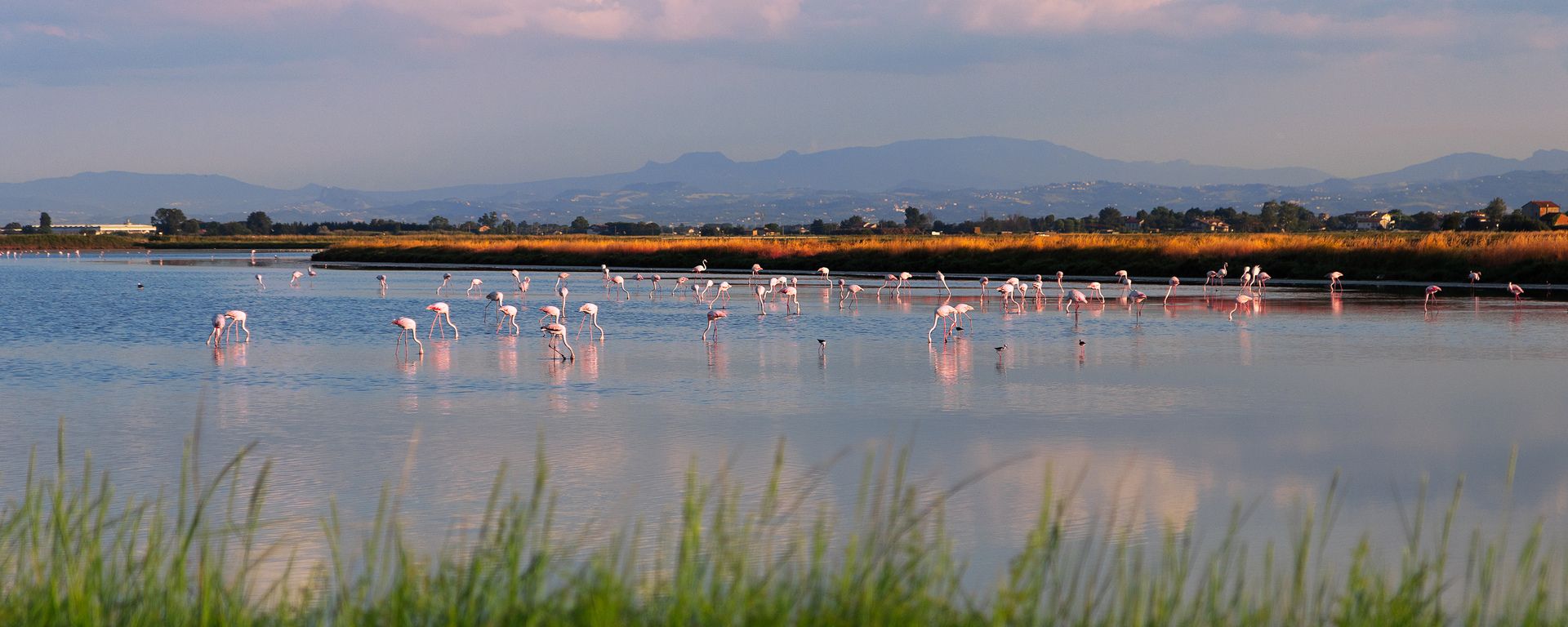 Auf der Suche nach Flamingos