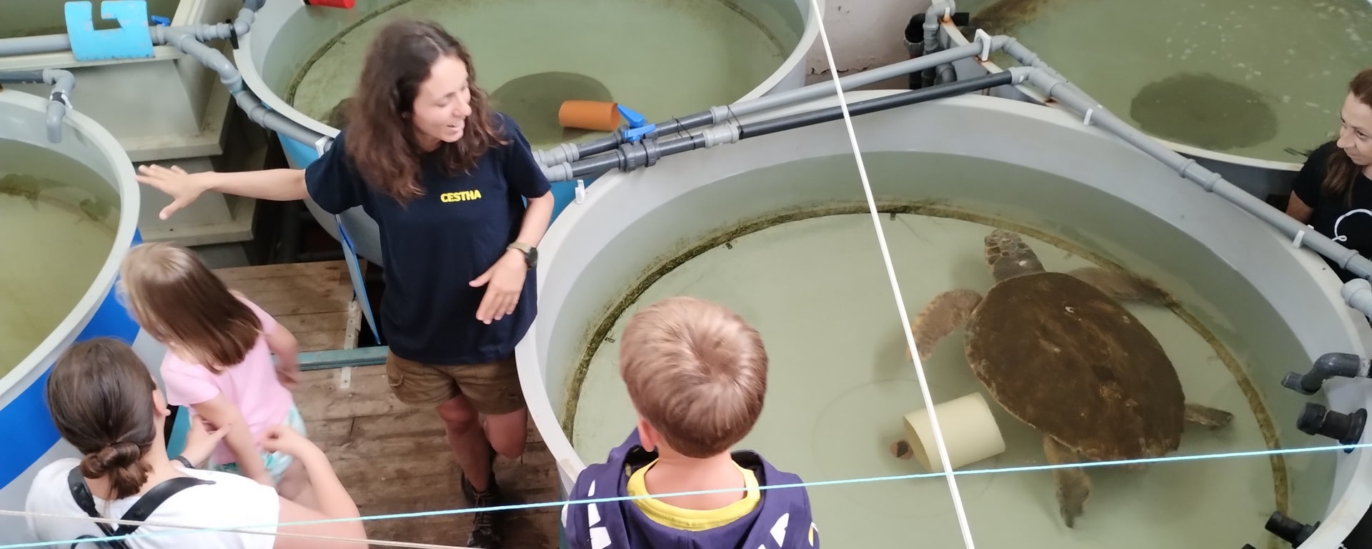 Little Sea Turtle Hospital